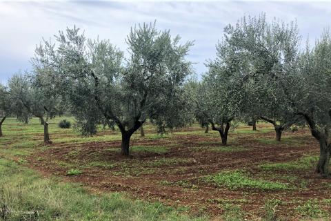 Istra, Lovrečica, maslinik 6634 m2
