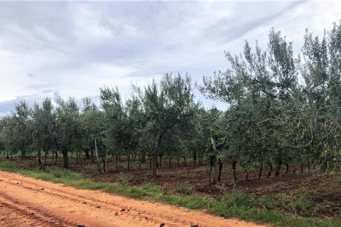 Umag, maslinik i vinograd 4328 m2