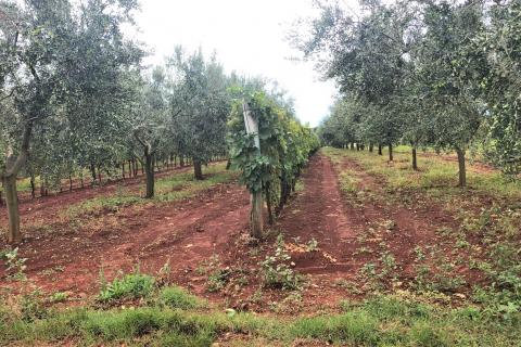 Umag, maslinik i vinograd 4328 m2