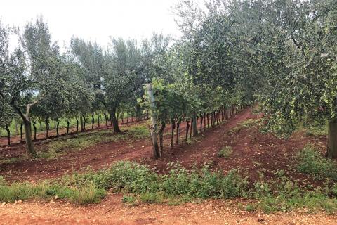 Umag, maslinik i vinograd 4328 m2