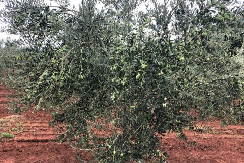 Umag, Lovrečica, maslinik 9260 m2