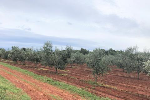 Umag, Lovrečica, maslinik 9260 m2