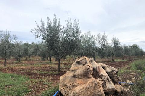 Umag, Lovrečica, maslinik 9260 m2