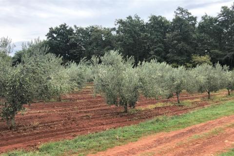 Umag, Lovrečica, maslinik 9260 m2