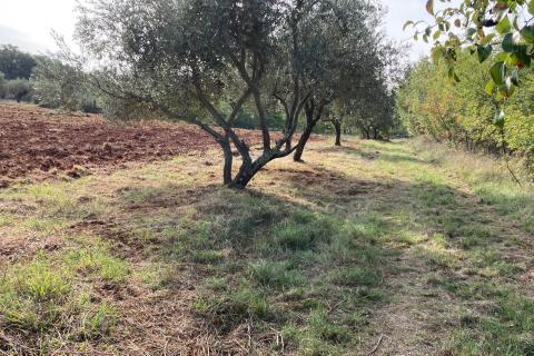 Katoro, Umag, 19.998m2