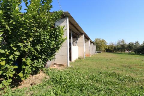 BRTONIGLA-kuća sa 15 000m2 građevinskog zemljišta