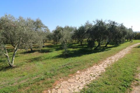 BRTONIGLA-kuća sa 15 000m2 građevinskog zemljišta