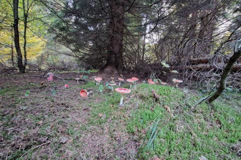 Gorski Kotar-Vrbovsko/poljoprivredni teren 5.200 m2