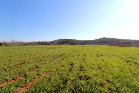 Istra, poljoprivredno zemljište 5 km od Poreča