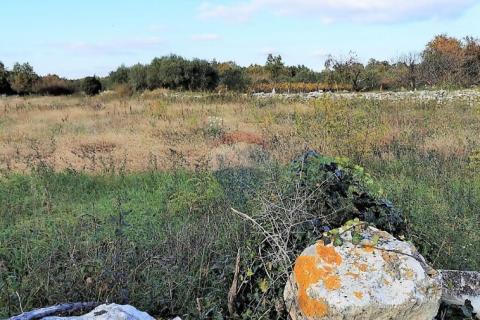 Istra, okolica Svetvincenta, gradjevinsko-poljoprivredna parcela