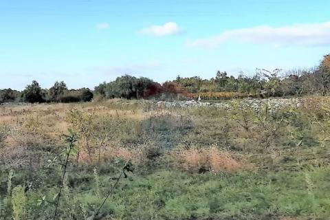 Istra, okolica Svetvincenta, gradjevinsko-poljoprivredna parcela