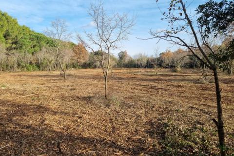 Rovinj, očišćen pašnjak/oranica uz glavni put i 600 metara od mora