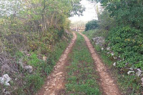 Istra, Fažana okolica, maslinik i parcela