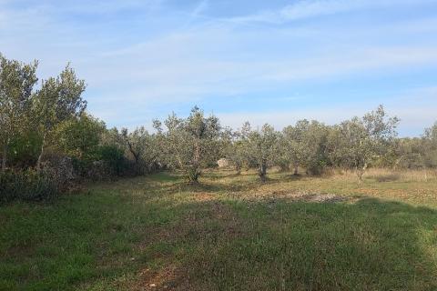 Istra, Fažana okolica, maslinik i parcela