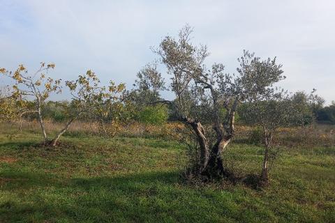 Istra, Fažana okolica, maslinik i parcela
