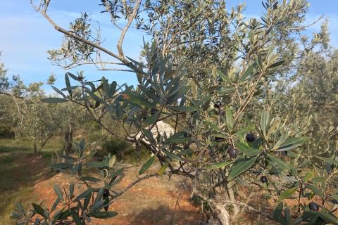 Istra, Fažana okolica, maslinik i parcela