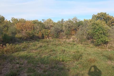 Istra, Fažana okolica, maslinik i parcela