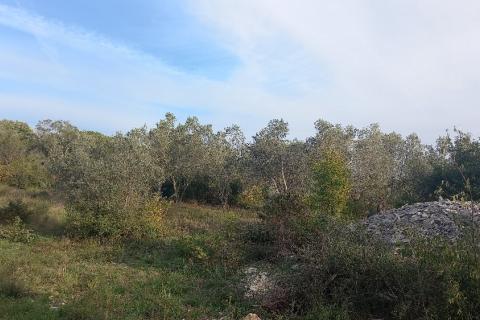 Istra, Fažana okolica, maslinik i parcela