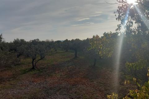 Istra, Fažana okolica, maslinik i parcela
