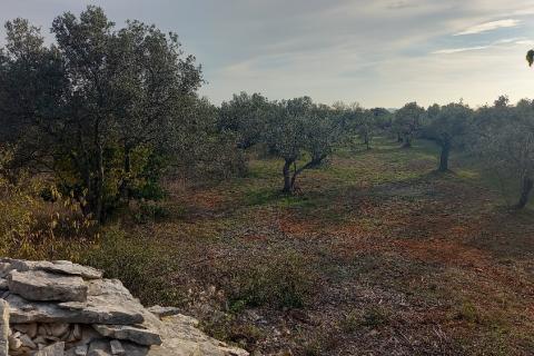 Istra, Fažana okolica, maslinik i parcela