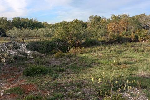 Istra, Fažana okolica, maslinik i parcela