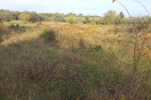 Istra, Fažana okolica, maslinik i parcela