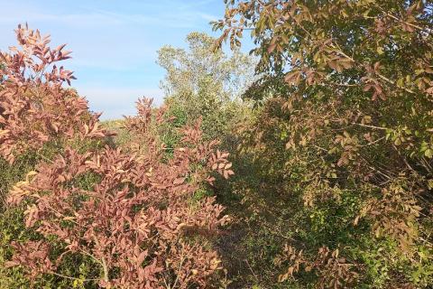 Istra, Fažana okolica, 4 poljoprivredne parcele