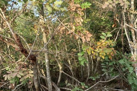 Istra, Fažana okolica, 4 poljoprivredne parcele