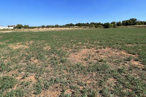 Sveti Lovreč - okolica, građevinsko i poljoprivredno zemljište u mirnom mjestu