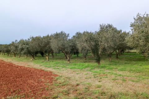 Busoler, Pula, 6.680m2