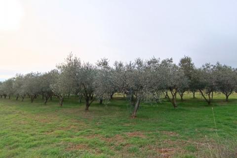 Busoler, Pula, 6.680m2