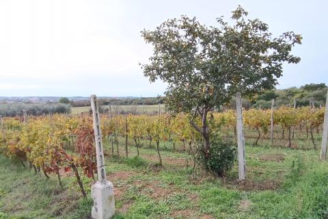 Busoler, Pula, 6.680m2