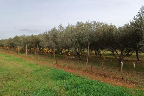 Busoler, Pula, 6.680m2