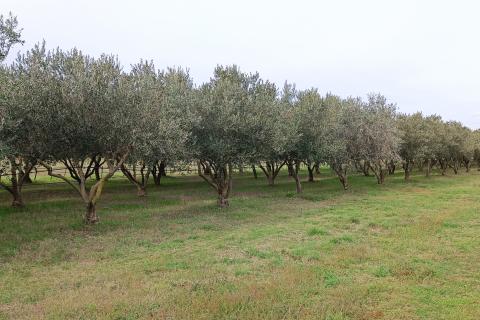 Busoler, Pula, 6.680m2