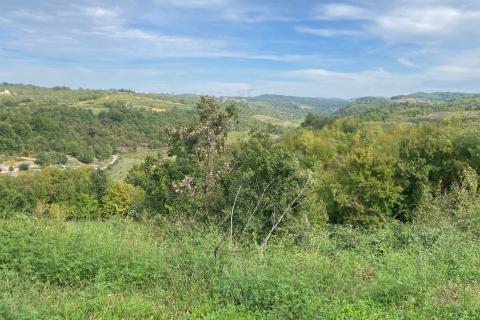 House Momjan, Buje, 370m2