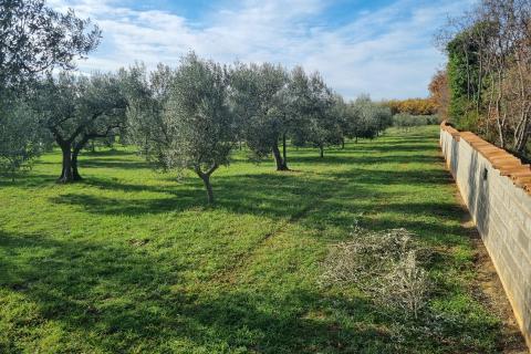 Muntić, lijepi maslinik od 7208 m2