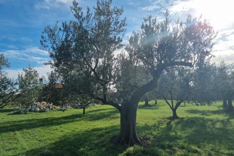 Muntić, lijepi maslinik od 7208 m2