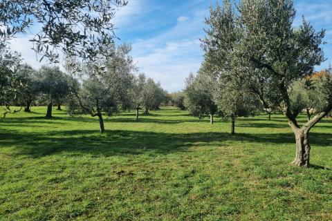 Muntić, lijepi maslinik od 7208 m2