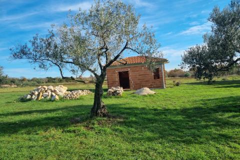 Muntić, lijepi maslinik od 7208 m2