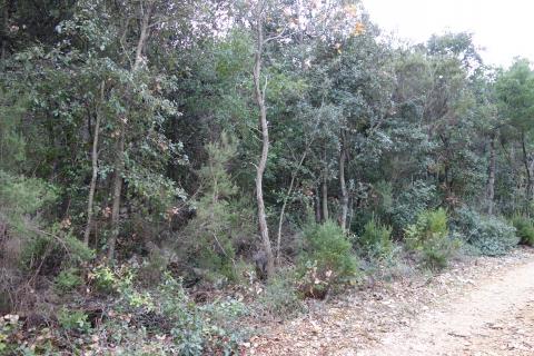 Nicht-strukturelle Land Peruški, Marčana, 307m2