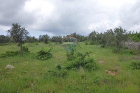 Cvitići, Barban, 1.300m2