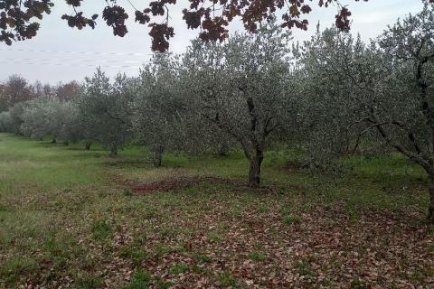 Pula,veliki maslinik u predgrađu, djelomično građevinsko zemljište