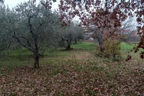 Pula,veliki maslinik u predgrađu, djelomično građevinsko zemljište