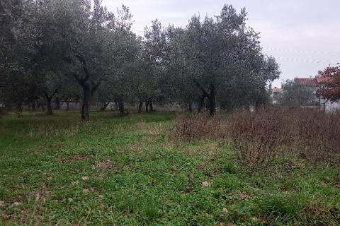 Pula,veliki maslinik u predgrađu, djelomično građevinsko zemljište