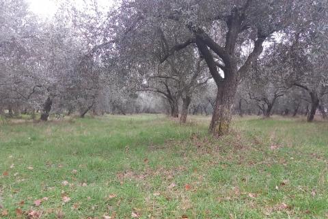 Pula,veliki maslinik u predgrađu, djelomično građevinsko zemljište