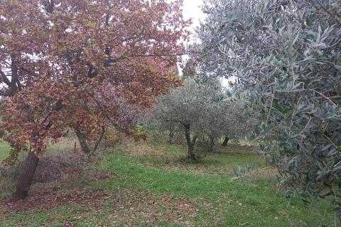 Pula,veliki maslinik u predgrađu, djelomično građevinsko zemljište