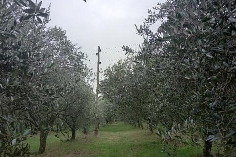 Pula,veliki maslinik u predgrađu, djelomično građevinsko zemljište