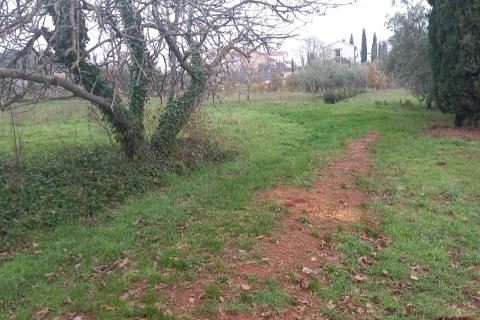 Pula,veliki maslinik u predgrađu, djelomično građevinsko zemljište