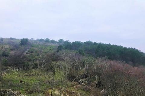 ISTRA, SKITAČA - veliko negrađevinsko zemljište od 6 ha s 5 građevina