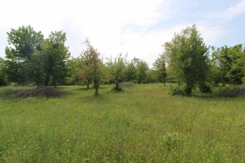 Istra, lijepo poljoprivredno zemljište u okolici Višnjana 